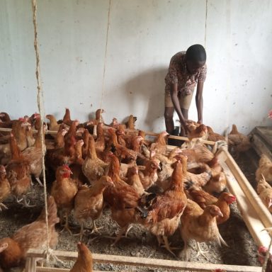 Eunice Feeding Chickens at OHEC Eastern Uganda