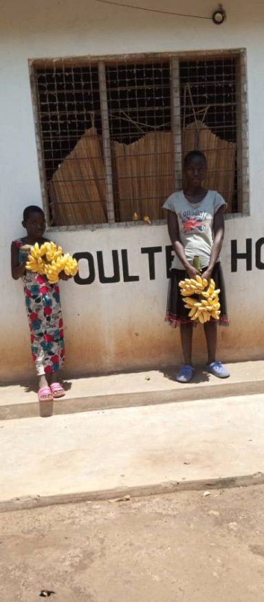 Fresh Bananas Grown at the OHEC