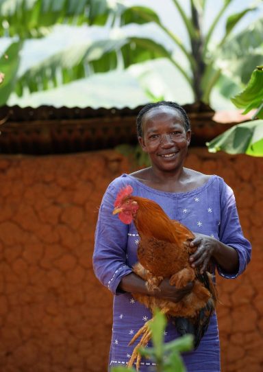 OHEC Poultry House Rooster